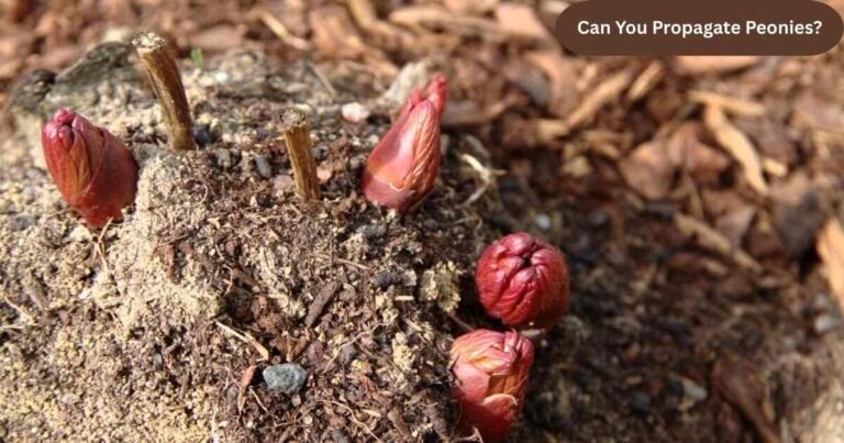 Can You Propagate Peonies?