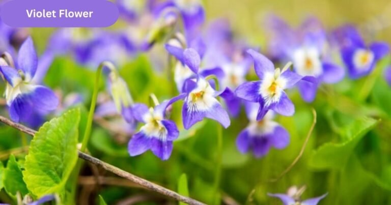 Violet Flower Beauty Meaning and Growing Tips